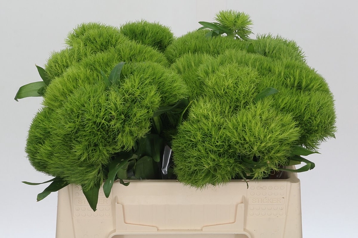 <h4>Dianthus barbatus Green Queen</h4>