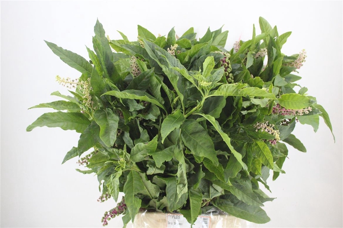 <h4>Carbouzijn Berry P Bunch</h4>