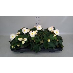 Begonia elat. HL 'Sunny White'