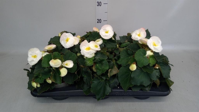 <h4>Begonia elat. HL 'Sunny White'</h4>
