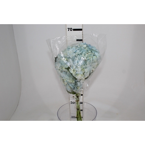 HORTENSIA AZUL