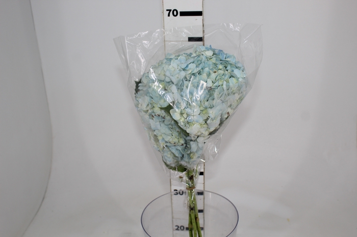 <h4>HORTENSIA AZUL</h4>