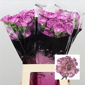 Di St Blue Copernico