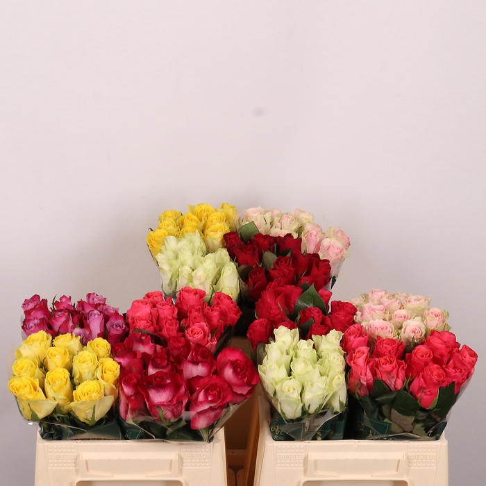 <h4>R GR GEM IN FUST</h4>