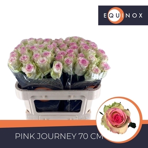 Rosa grootbloemig Pink Journey