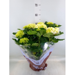 Hydrangea mac. 'Crystal Palace'