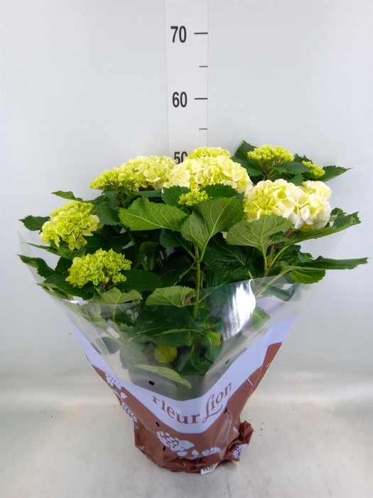 <h4>Hydrangea mac. 'Crystal Palace'</h4>