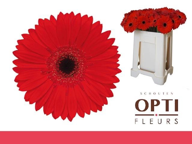 <h4>GE GR BLINDDATE</h4>