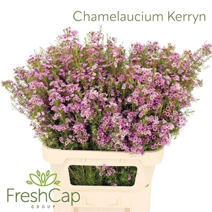 Chamelaucium Kerryn
