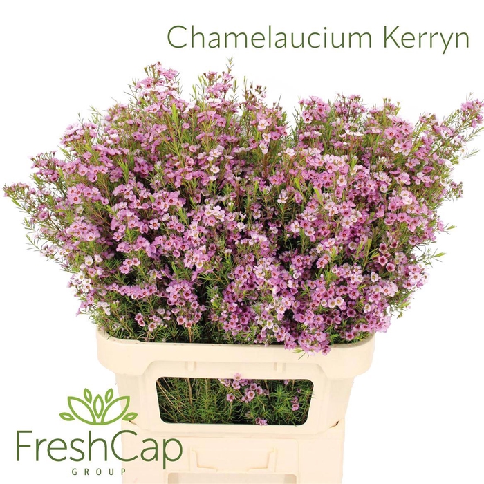 <h4>Chamelaucium Kerryn</h4>