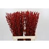 Salix Caprea Snow Flake P. Red