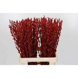 Salix Caprea Snow Flake P. Red