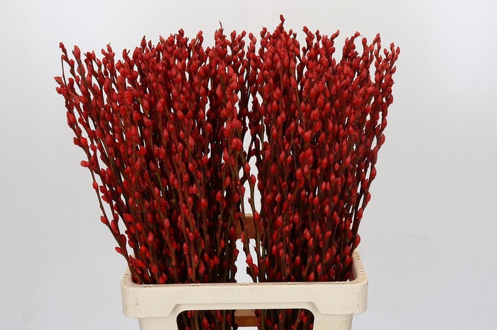 Salix Caprea Snow Flake P. Red