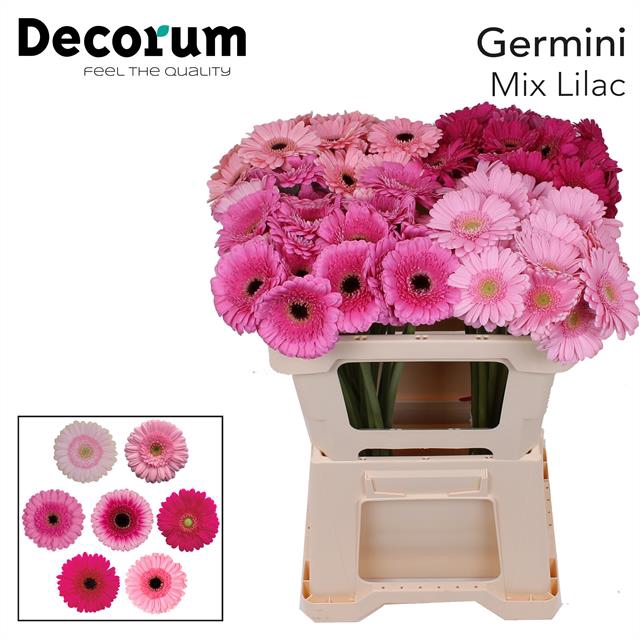 GE MI S MIX LIL ROSE