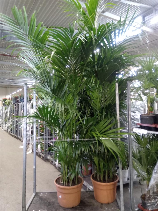 <h4>Howea forsteriana</h4>