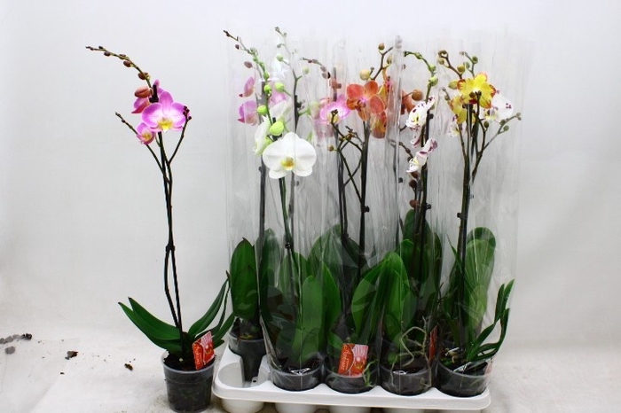 <h4>PHAL GEM</h4>