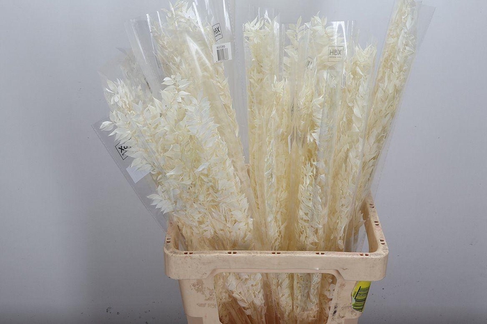 <h4>Deco Stem Ruscus Bleached 150gr L65 X25</h4>