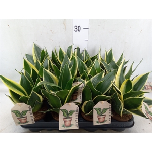 Sansevieria trifa.   ...