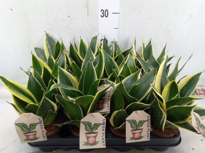 <h4>Sansevieria trifa.   ...</h4>