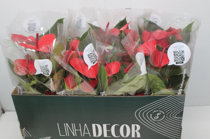 <h4>ANTHURIUM CASANOVA P15 VERMELHO PREMIUM</h4>