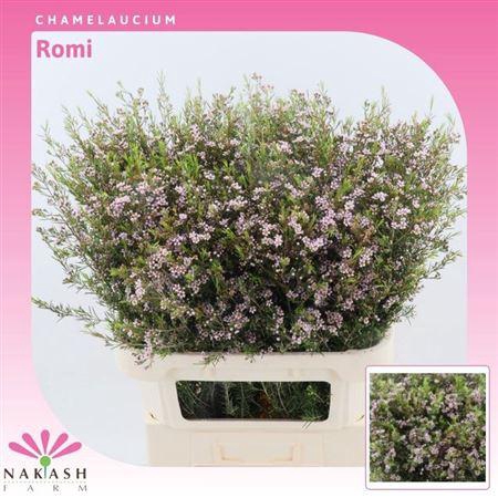 <h4>Chame Un Romi</h4>