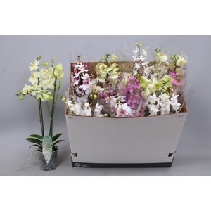 PHAL MF GEM 5 KL