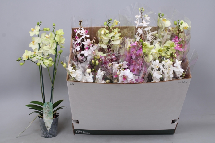 <h4>PHAL MF GEM 5 KL</h4>