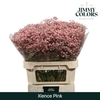 Gyps Grof Pink (dip)