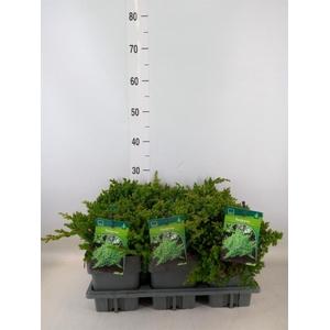 Juniperus procumbens 'Nana'
