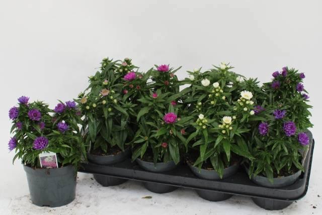 <h4>ASTE MAGIC GEM</h4>