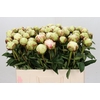 Paeonia Ivory Victory