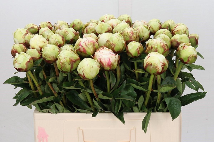 <h4>Paeonia Ivory Victory</h4>
