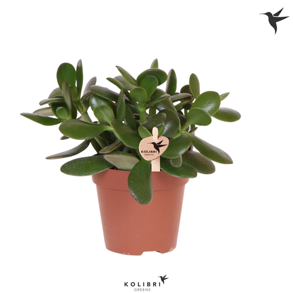 <h4>Kolibri Greens Succulenten Crassula Ovata</h4>