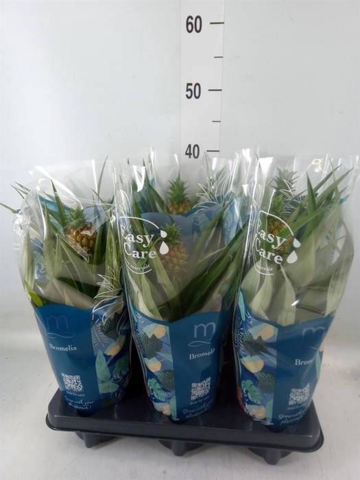 <h4>Ananas  'Mi Amigo'</h4>