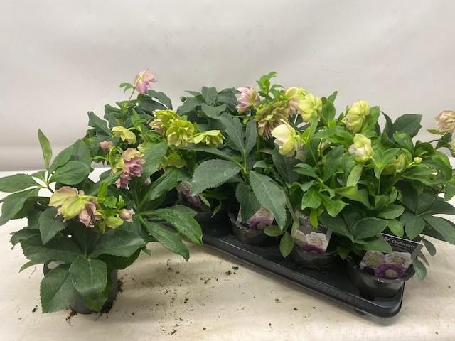 <h4>HELL ORIENTALIS</h4>