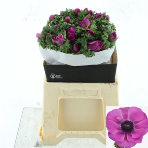 ANEM CO MIS + FUCSIA