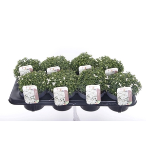 Iberis sempervirens Snow Cone