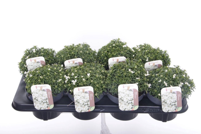 <h4>Iberis sempervirens Snow Cone</h4>