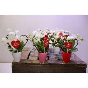 arr8 Phal Mini Love White In Keramiek