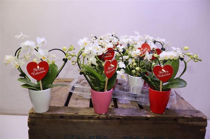 <h4>arr8 Phal Mini Love White In Keramiek</h4>