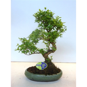 Ligustrum sinensis, 29cm., shape, without drip tray