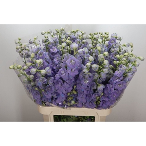 Delphinium DU 'Dewi Zofia'