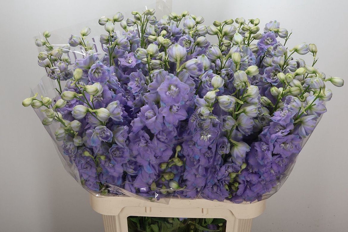 <h4>Delphinium DU 'Dewi Zofia'</h4>