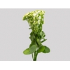 KALANCHOE DOBRADO CLEAR WHITE 060 CM