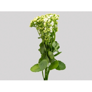 KALANCHOE DOBRADO CLEAR WHITE 060 CM