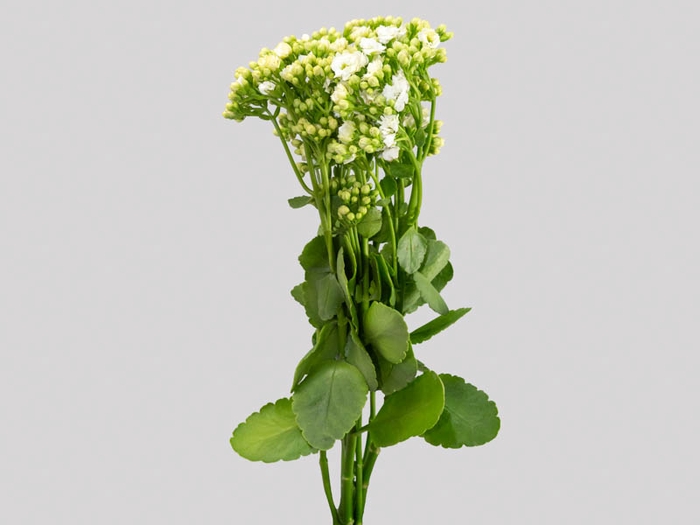 KALANCHOE DOBRADO CLEAR WHITE 060 CM
