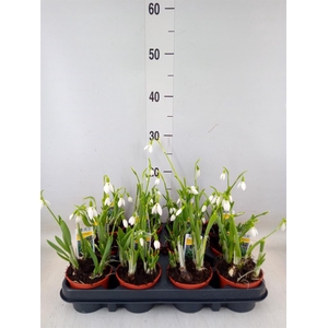 Galanthus nivalis   ...in pot