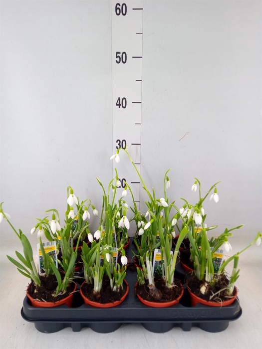 <h4>Galanthus nivalis   ...in pot</h4>