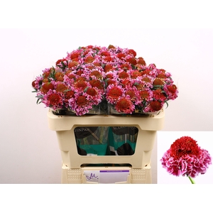 SCAB AT F SCOOP B PI