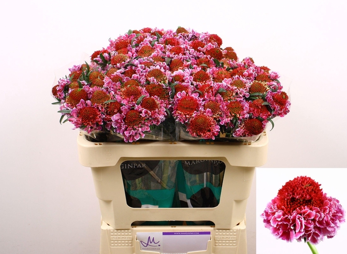 <h4>SCAB AT F SCOOP B PI</h4>